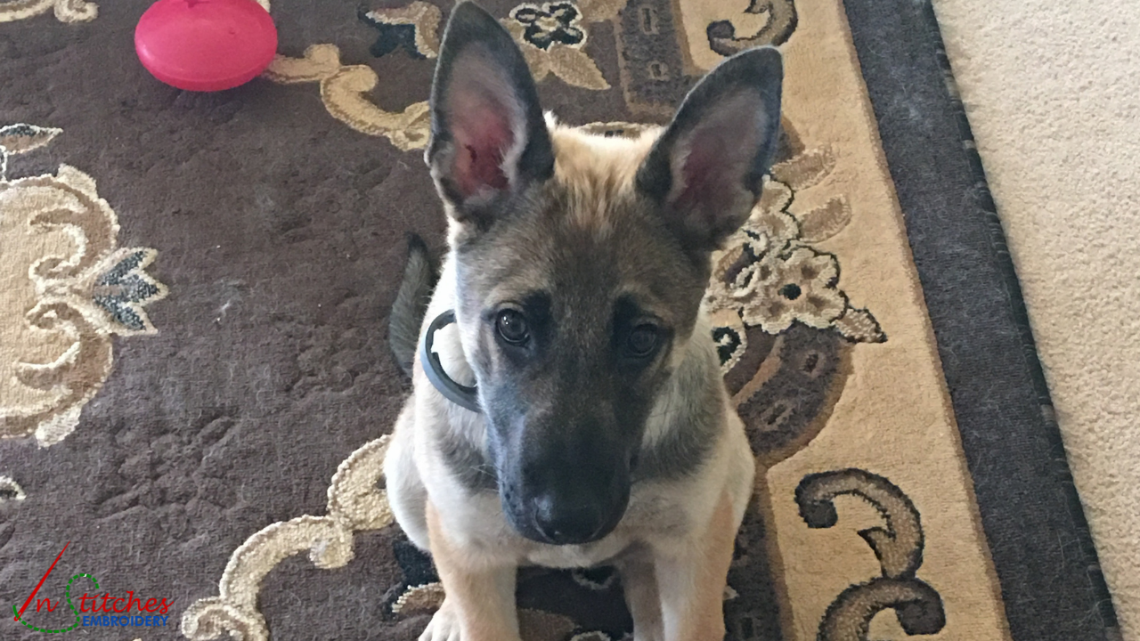 life is short, go play with your dog