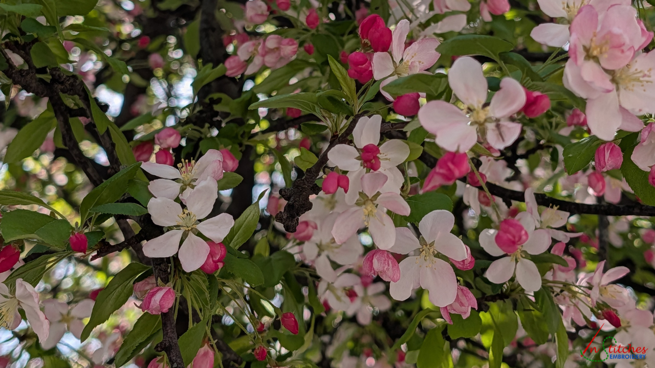 crabapple tree