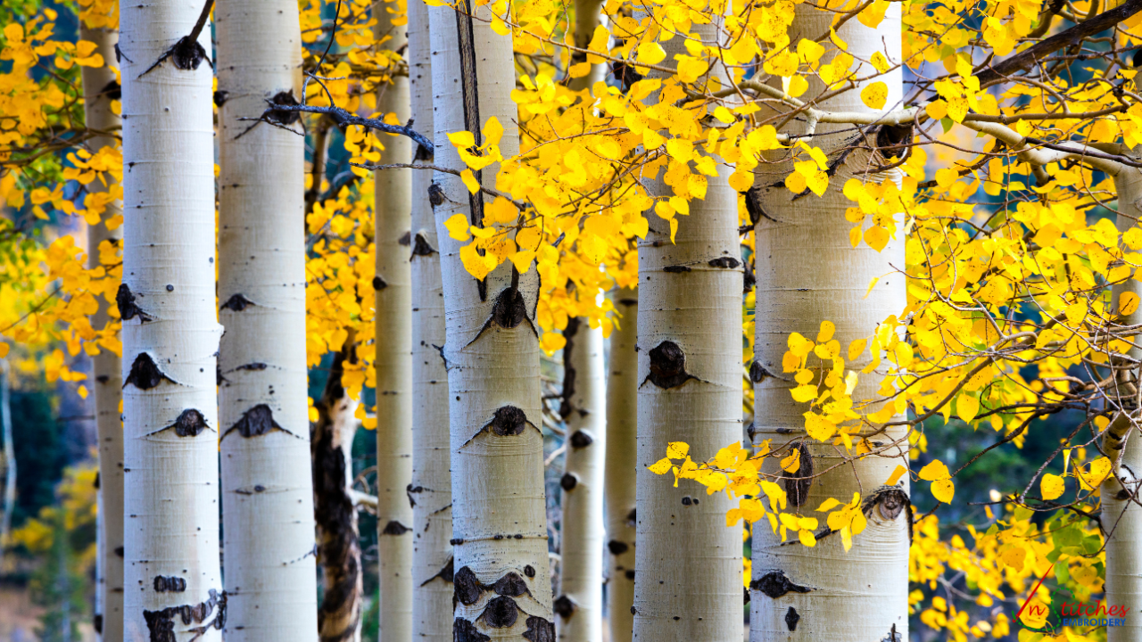 quaking aspen