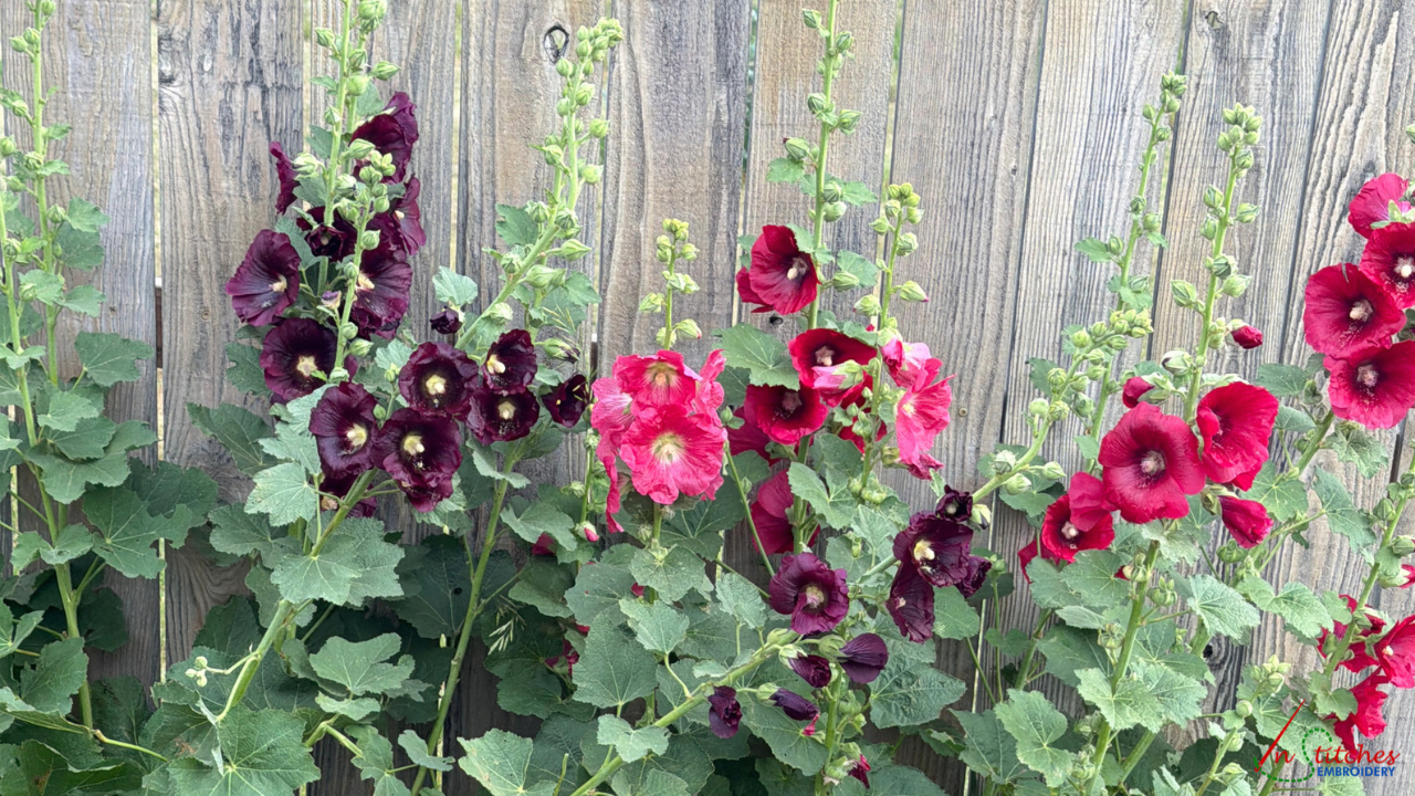 hollyhocks