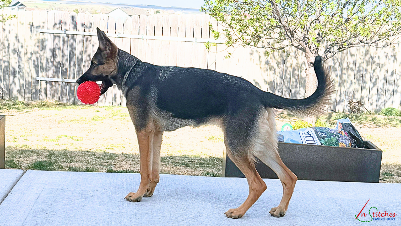 german shepherd puppy