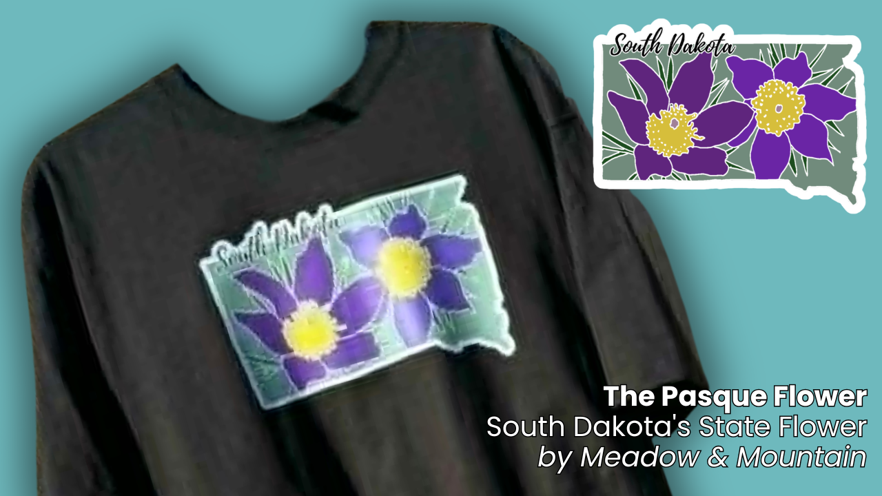 south dakota state flower, the pasque flower, meadow and mountain